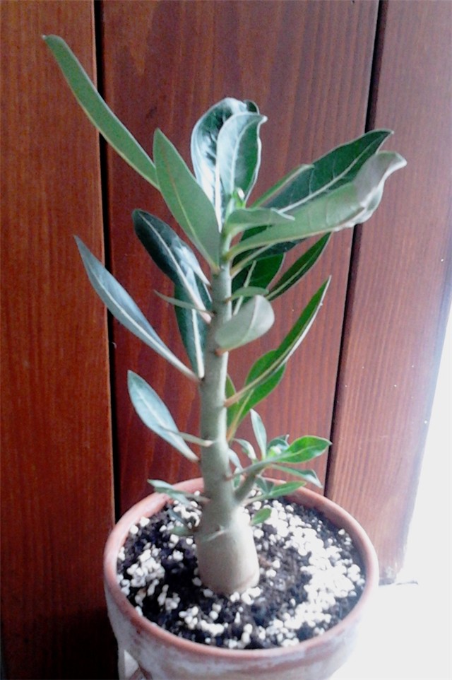 adenium104